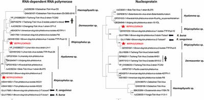 Detection of Phenuiviridae, Chuviridae Members, and a Novel Quaranjavirus in Hard Ticks From Danube Delta